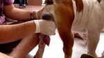 Video of how to artificially inseminate an English bulldog -